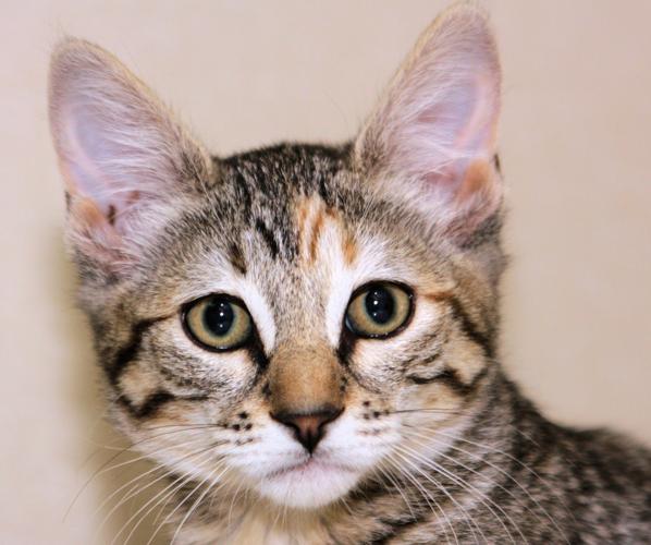 Adopt A Friend: Marla