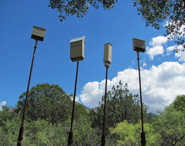 Bat houses in Madera Canyon