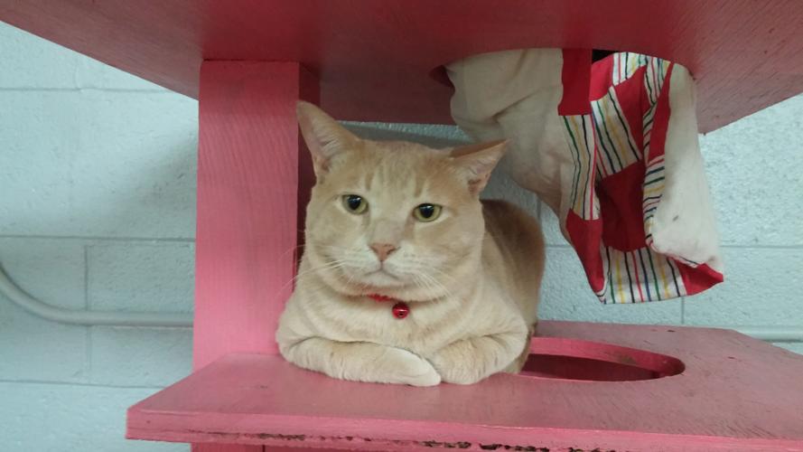 Brisket- DSH buff tabby