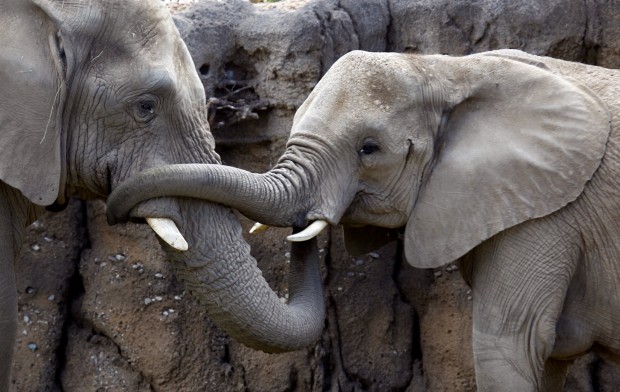 Reid Park elephants dig the mud wallow