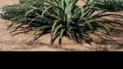 Tucson Gardening and Home Life July 29-Aug. 4 | Home & Garden | tucson.com