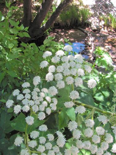 Cow parsnip and pool