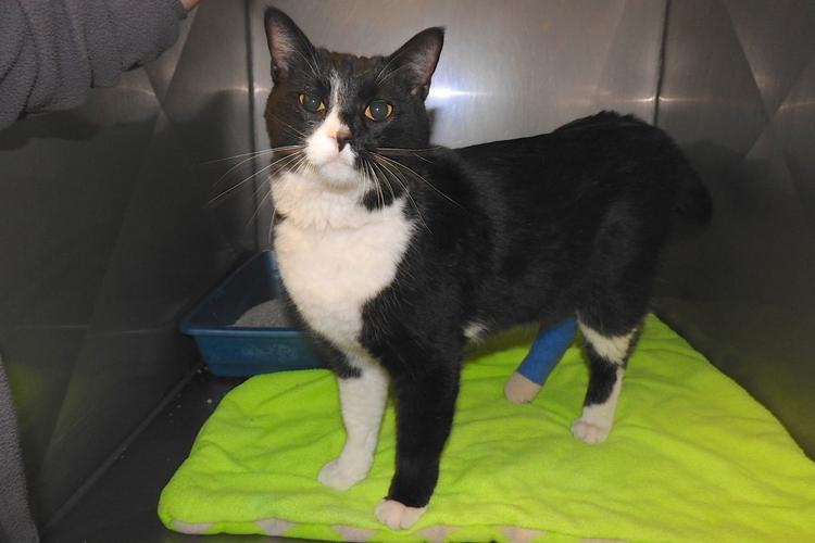 Adopt A Friend: Batty