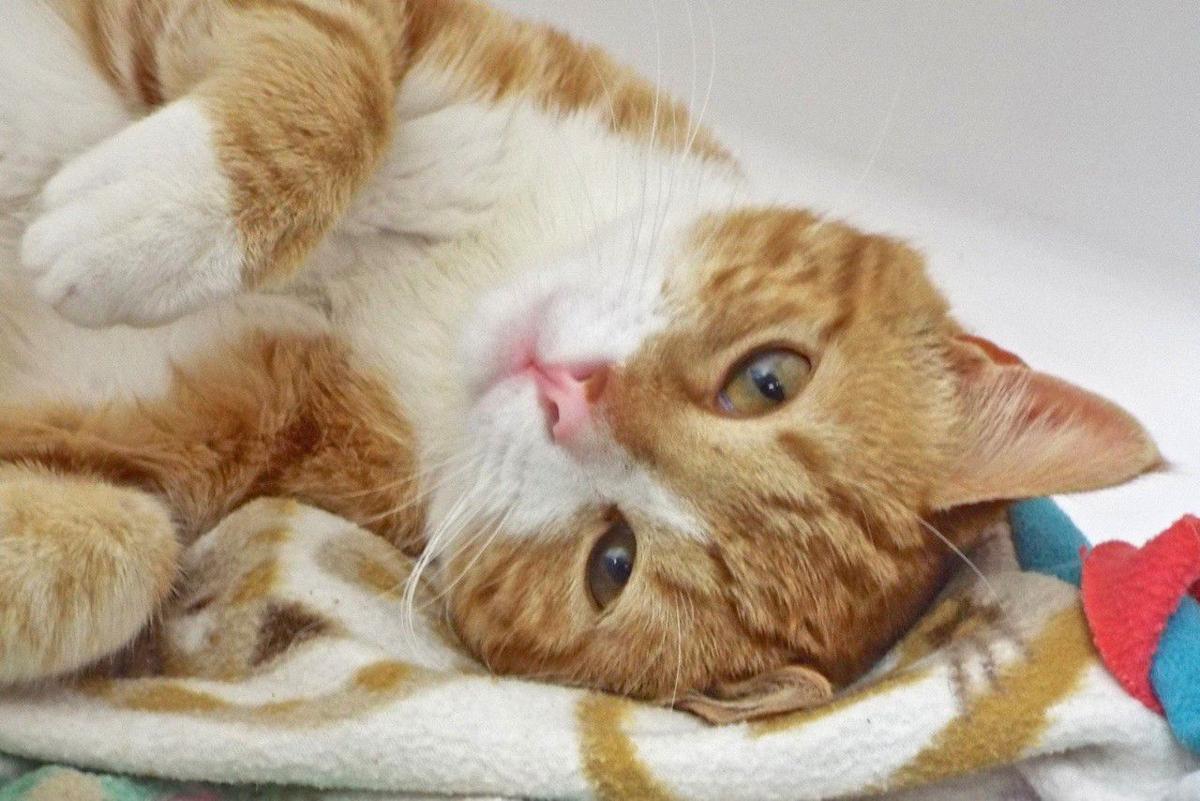 Pets For Adoption Entertainment Tucson Com