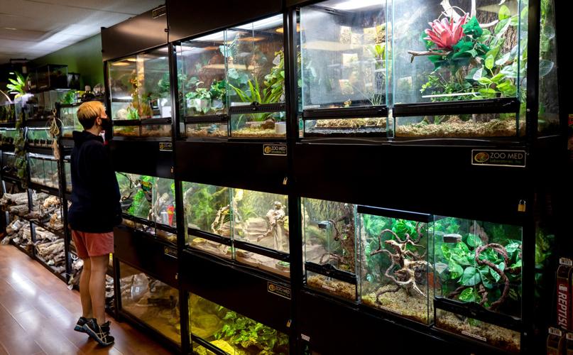 On a scale of one to 10 this Tucson reptile show is tops Subscriber