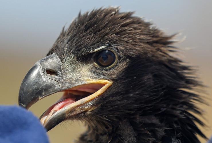 Protecting bald eagles in Arizona a rigorous undertaking