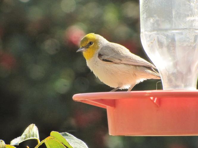 Verdin-on-Hummingbird-Feeder.JPG