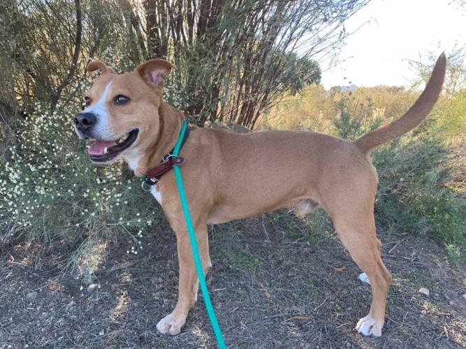 Adopt a friend: Abner