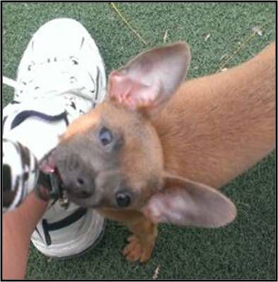 Adopt A Friend: Buster