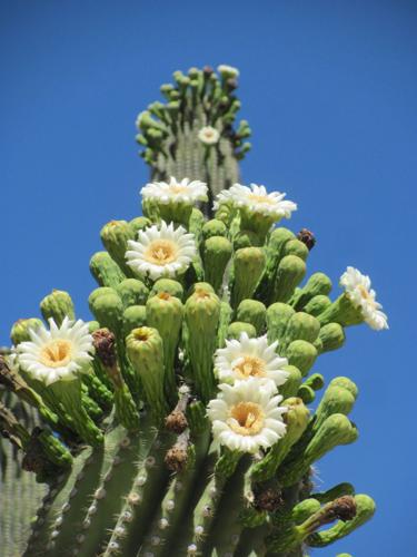 Saguaro in bloom