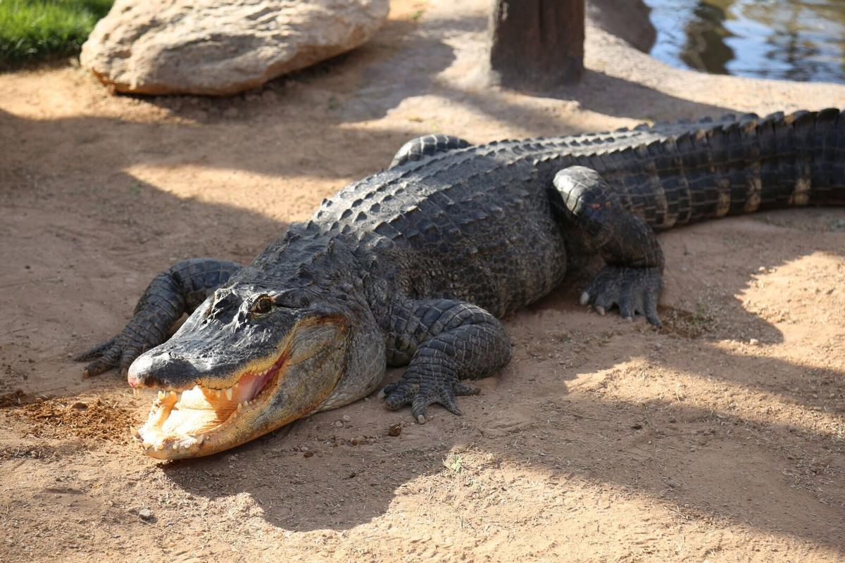 American Alligator Newest Addition To Tucsons Reid Park Zoo