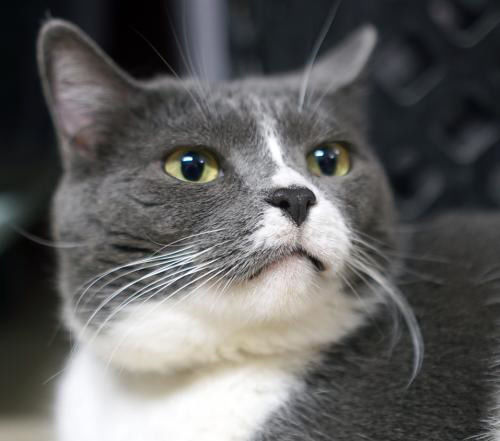 Adopt A Friend: Dory