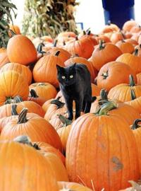 Halloween Daze spook up St. Paul's United Methodist