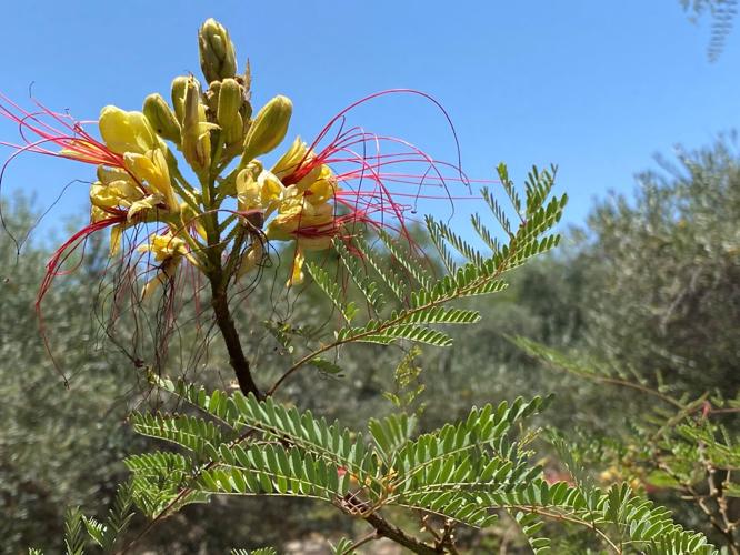 Yellow bird of paradise