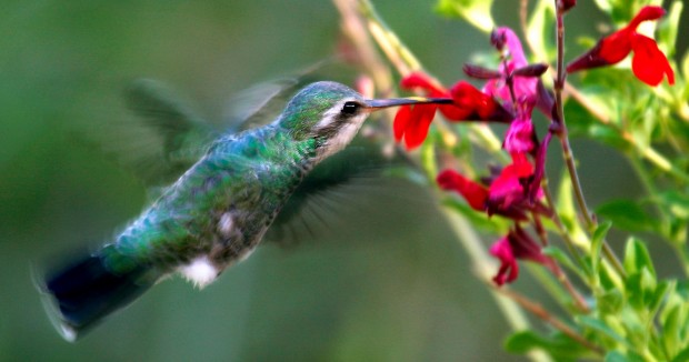 Birds of a feather flock to tour at Agua Caliente   