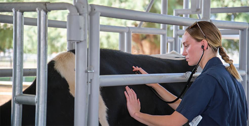 U of A’s fledgling vet school gains national prominence