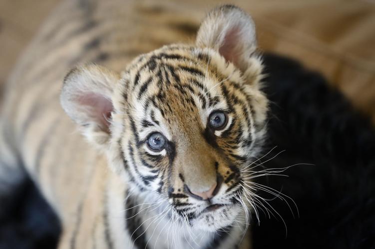 Cincinnati Zoo Tiger Cubs