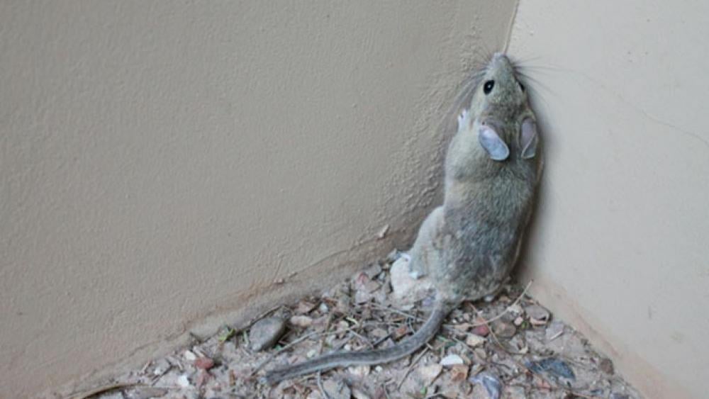 Pack Rat In House Pack Rats, Not Kangaroo Rats, Wreaking Havoc in SaddleBrooke Attics ...