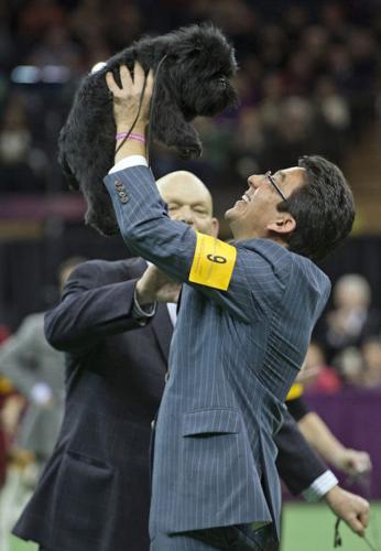 Banana Joe appeals most at Westminster    