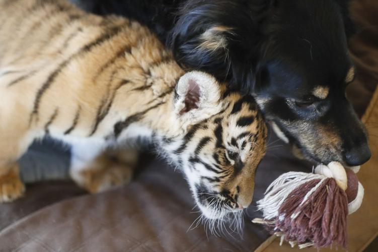 Cincinnati Zoo Tiger Cubs