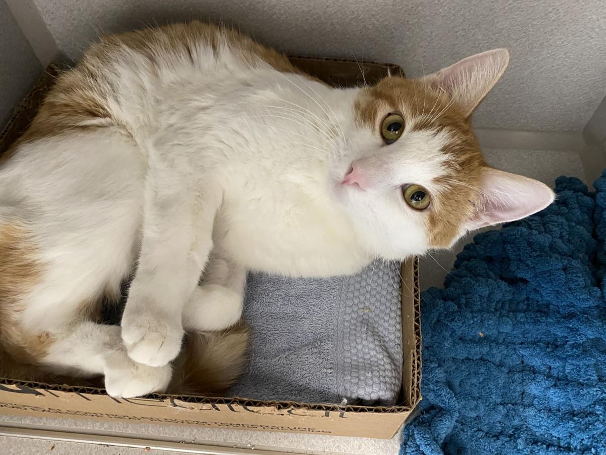 Adoptable pets in Tucson | Pets | tucson.com