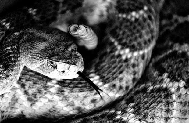 Apa Rattler Rattler-avoidance class offered