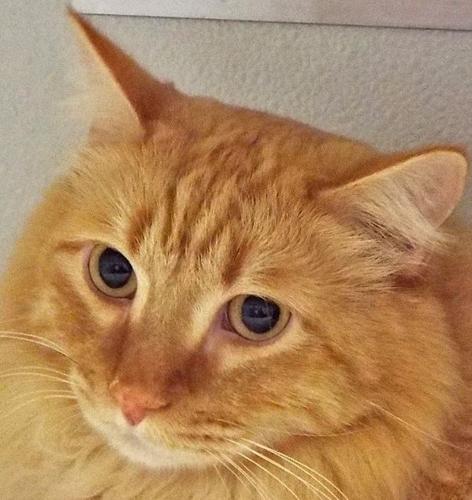 Cheyenne - orange tabby