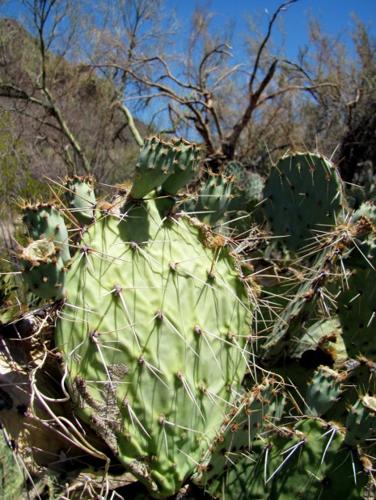 Feeling parched? Even native plants are wilting    