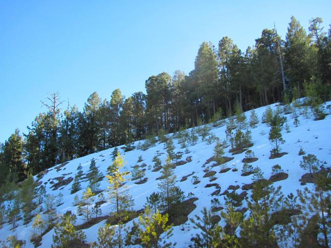 Snow slope in Catalinas