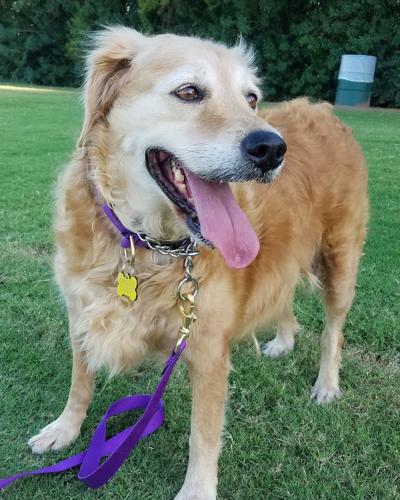 Adopt A Friend: Belle