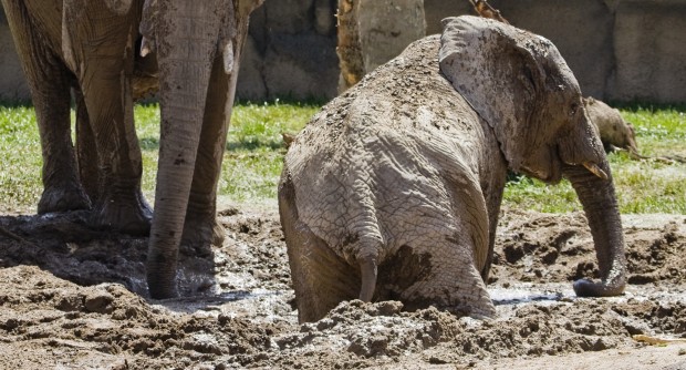 Reid Park elephants dig the mud wallow