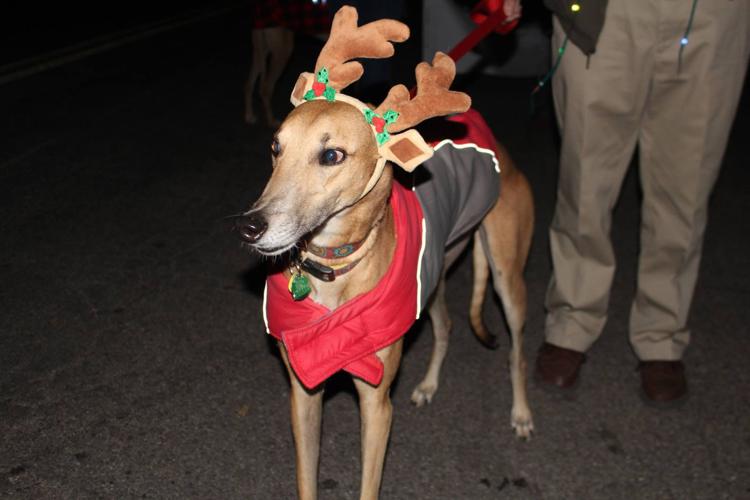 Southern Arizona Greyhound Adoption