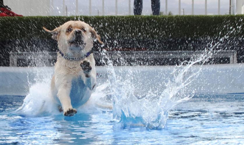 Coyote Classic Dog Show