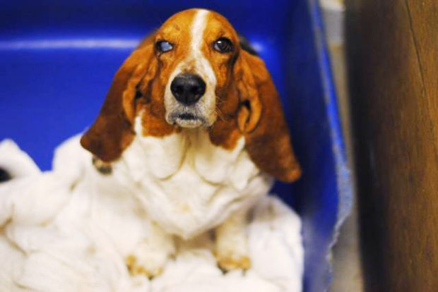 Pima Animal Care Center