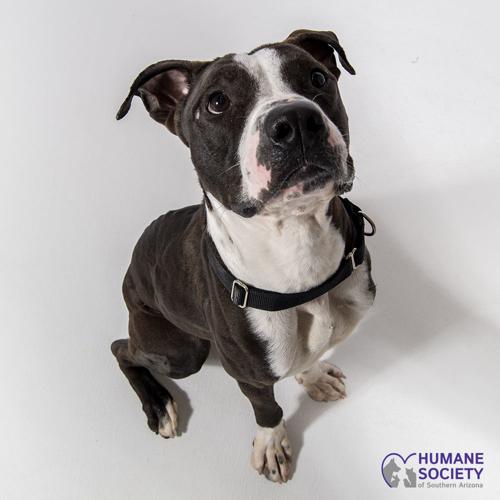 Adopt a friend: Tucson