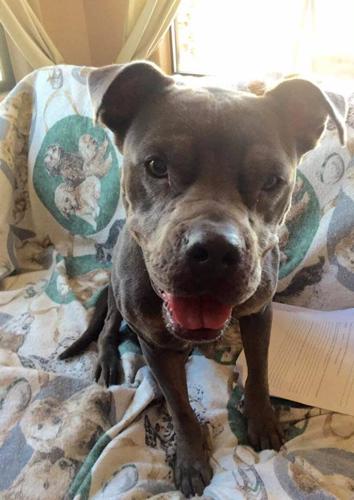 Adopt A Friend: Peggy