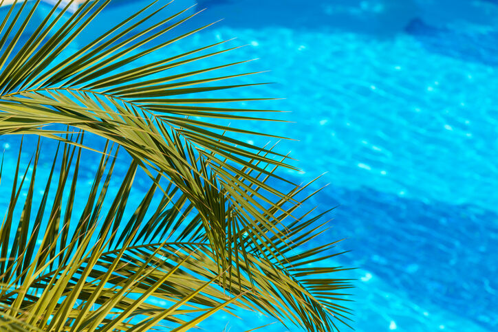 Palm frond near swimming pool