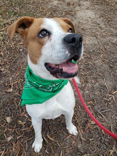 Adopt a friend: Whiskey