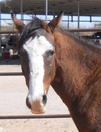 Adopt A Friend: Blaze