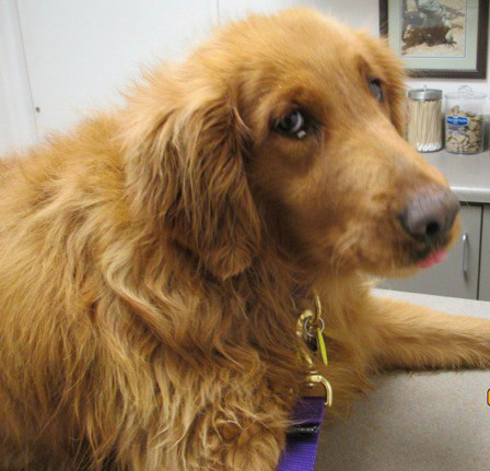 Pet adoptions
