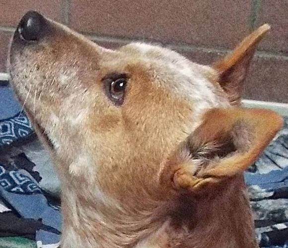 Grace - heeler