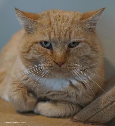 Adopt a friend: Griswold