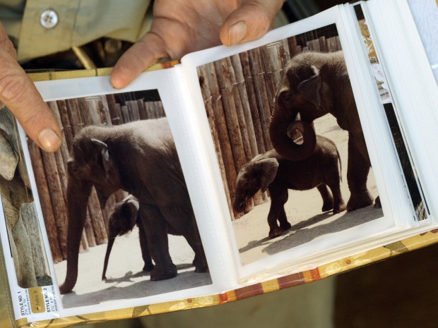 Reid Park's beloved Connie put down at San Diego Zoo    
