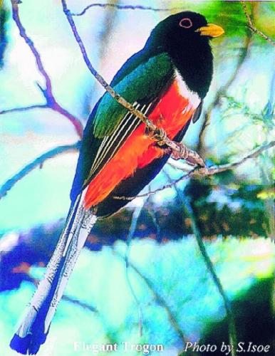 Birding: You'll see – it's great exercise  