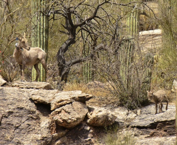 Bighorn sheep