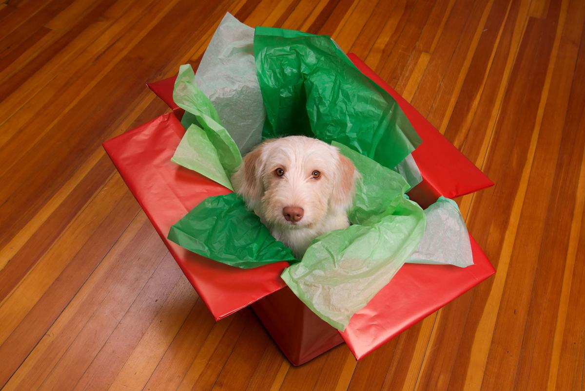 making a christmas list make sure it doesn t include animals
