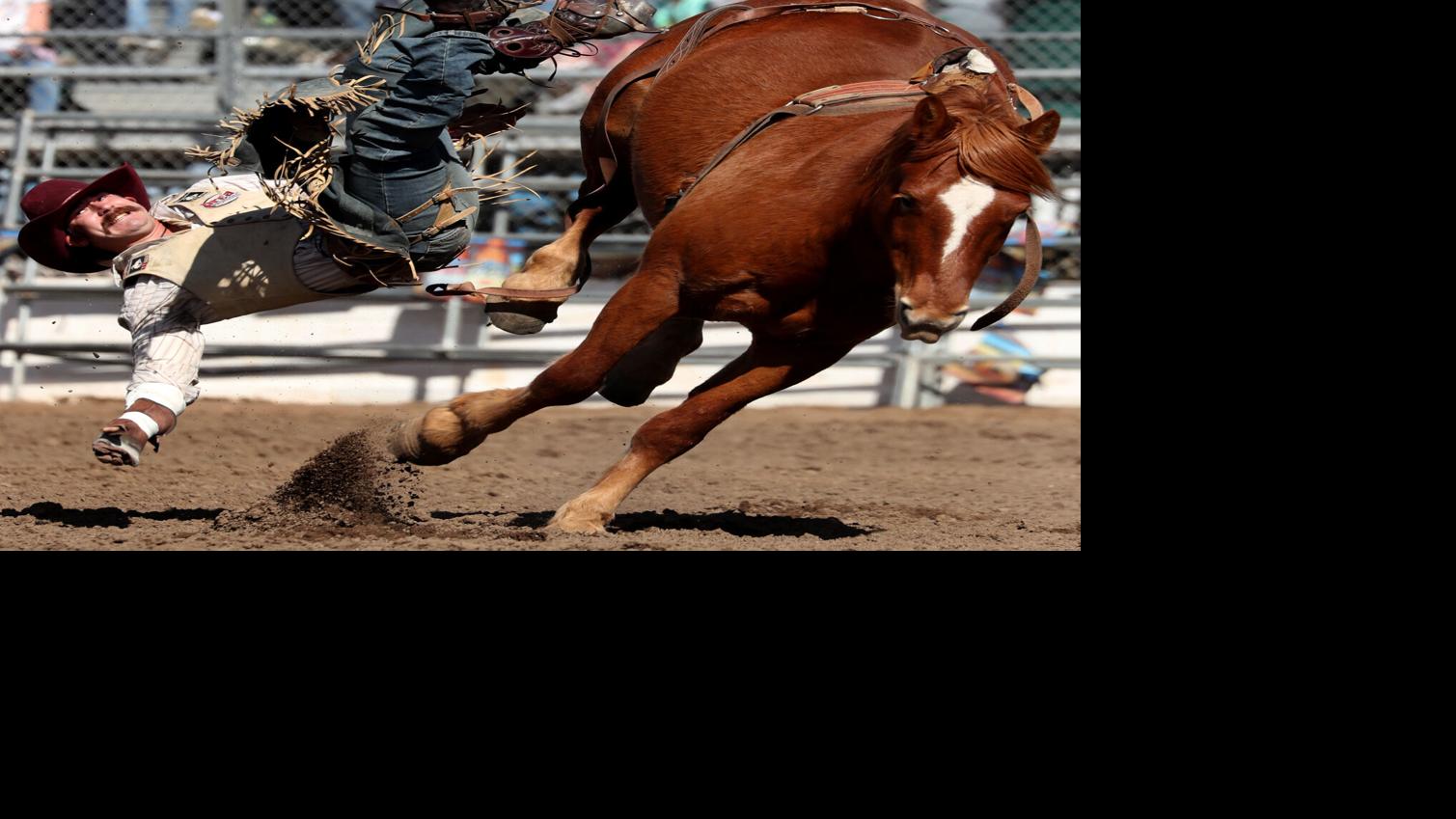 EL TORO LOOKS TO THE RODEO - PubTIC