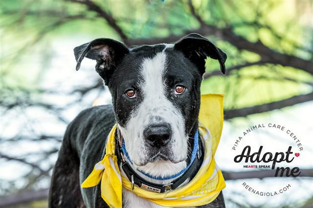 Adopt a friend: Cholla (LE)