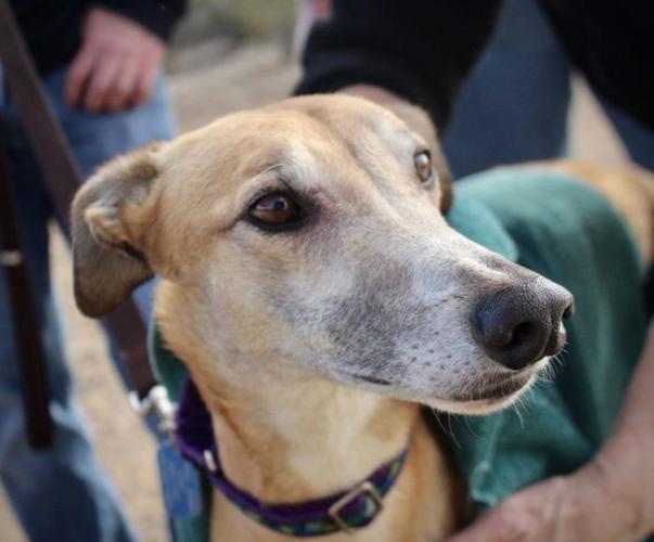 Pippi — Greyhound