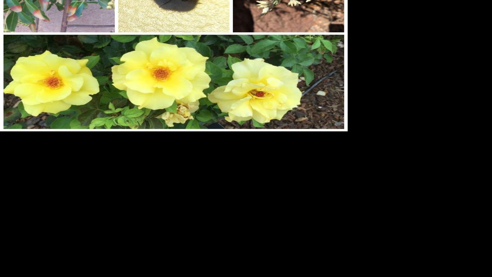 Garden Sage Beware Of Carpet Beetles Silver Sagebrush Salt Damage Home Life Health Tucson Com